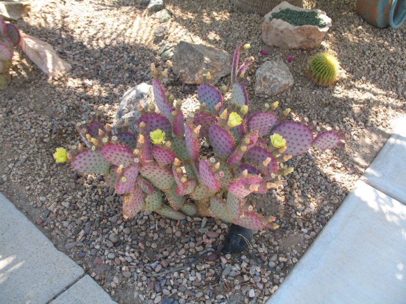 cactus024.jpg