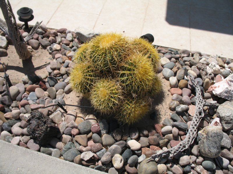 cactus026.jpg