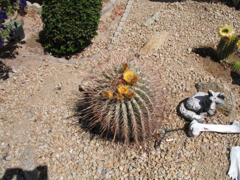 cactus027.jpg