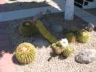 cactus032_small.jpg