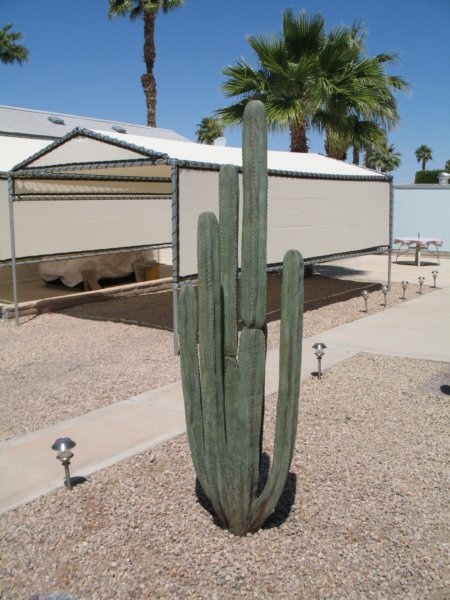cactus036.jpg